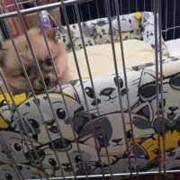 سگ پامر جیبی|سگ|کرمان, |دیوار