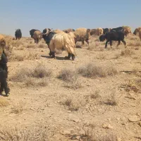 قوچ ودوبرروزگاری