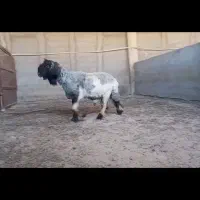 نرمیش شیشک نر