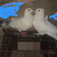 کبوتر