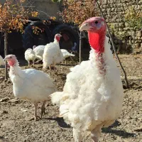 بوقلمون نژاد هلندی بیوتی۶|حیوانات مزرعه|اردبیل, |دیوار