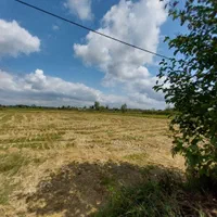 فروش۵هزارمتر/زمین شالیزارکشاورزی/سنتی/اطراف شفت|فروش دفتر صنعتی، کشاورزی، تجاری|شفت, |دیوار