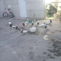 کفتر طوقی فروشی یا معامله باگوشی