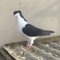 دو عدد ساده