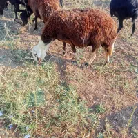 فروش‌سه‌راس‌گاومیش‌غزل‌افشار