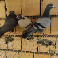 سه تا پلاکی