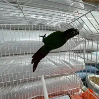 گرینچیک|پرنده|رشت, یخسازی|دیوار