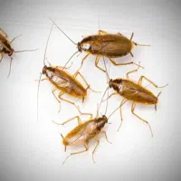 سمپاشی موریانه ساس سوسک سمپاشی ضمانتی|خدمات نظافت|بندر ماهشهر, |دیوار