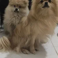 سگ پامرخرسی عروسکی