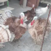 بوقلمون محلی نر