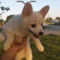 سگ پامر