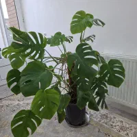 گل های سرحال وشاداب