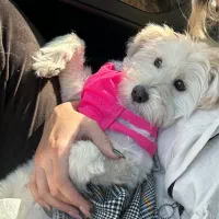 واگذاری سگ شیتزو تریر