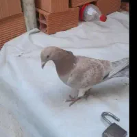 دو عدد نر شهرستانی|پرنده|بومهن, |دیوار