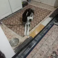 سگ هاسکی کاملا آروم مهربون|سگ|تهران, جوادیه تهرانپارس|دیوار