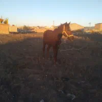 اسب ماده|اسب و تجهیزات اسب‌سواری|اردبیل, |دیوار