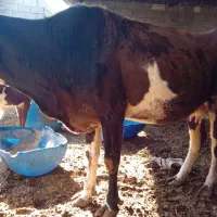 گاو وگوساله نر|حیوانات مزرعه|شادگان, |دیوار