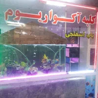 ماهی زینتی. لوازم آکوا. خیابان دوران|ماهی|شیراز, سهل‌آباد|دیوار