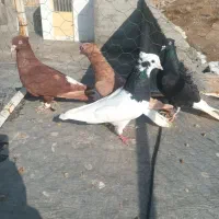 کبوتر|پرنده|بجنورد, |دیوار