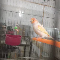 قناری  مرغ عشق عروس هلندی فنچ