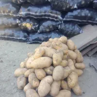 سیب زمینی درشت مخصوص فست فود|خوردنی و آشامیدنی|تهران, جوادیه|دیوار