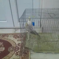 عروس هلندی