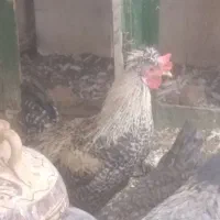 خروس خوشگل