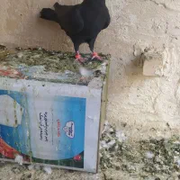 کفتر بوم پرشی