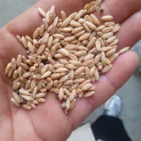 فروش گندم بزر درجه 1