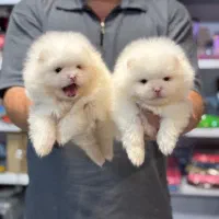 پامرانین بوفیس سفید برفی نر