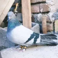 کفتر پر روزگاری