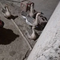 سلام وقت بخیر چهار عدد قوقاز