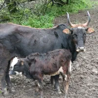 گاو چالوسی با گوساله|حیوانات مزرعه|دیلمان, |دیوار