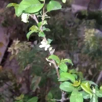 خانه باغ  سند ششدانگ قابل سکونت