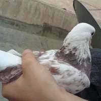 کفتر