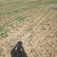 زمین کشاورزی|فروش زمین و ملک کلنگی|خواجه, |دیوار