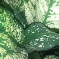 فروش قطعه زمین به متراژ ۳۴۷مترباسند ۶ دانگ