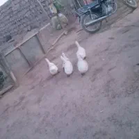 اردک|حیوانات مزرعه|کوهدشت, |دیوار