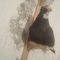 پلنگ|پرنده|ماهان, |دیوار