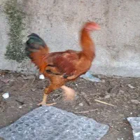 مرغ شاخدار و خروس دو رگه محلی و لاری|حیوانات مزرعه|مزرعه کتول, |دیوار