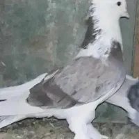 کبوتر نقش شازده