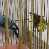 قناری ماده زرد ودارچینی  ۲ساله جفت نخورده|پرنده|رشت, نخودچر|دیوار