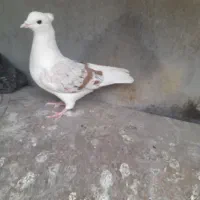 کبوتر|پرنده|دورود, |دیوار