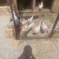 پنج تا خروس سفید