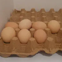 برهما بلک،امپراطور بلک