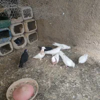 چنتا کفتر جوجه و بالغ