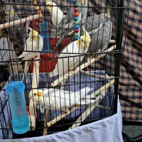 عروس هلندی|پرنده|شاهین‌شهر, شهرک منازل چوبی|دیوار