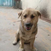 سگ پا کوتاه نگهبان