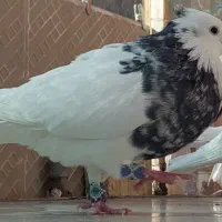 کفتر جفت|پرنده|بیرجند, |دیوار