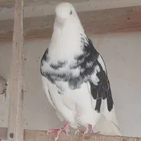 نرهای بلندپرواز